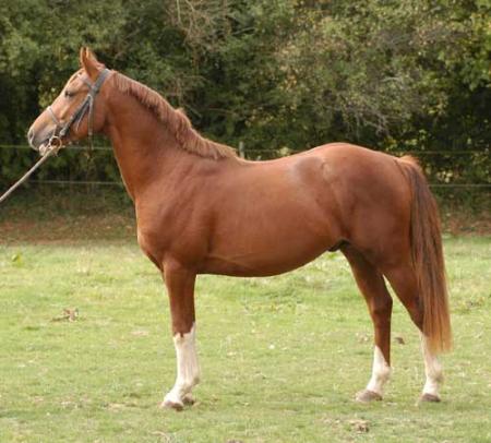 mon linaro de florys