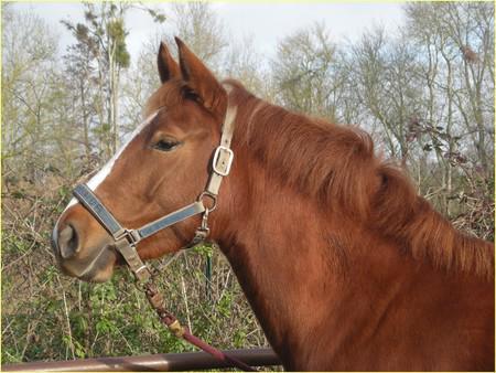 la belle tete de quechou