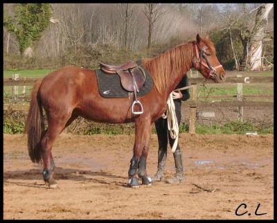 qanelle des morins debourrage