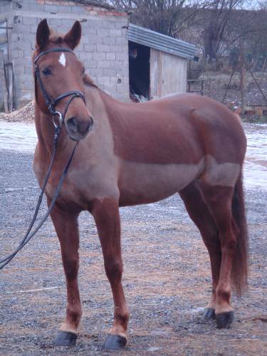 odyssee de bettegney