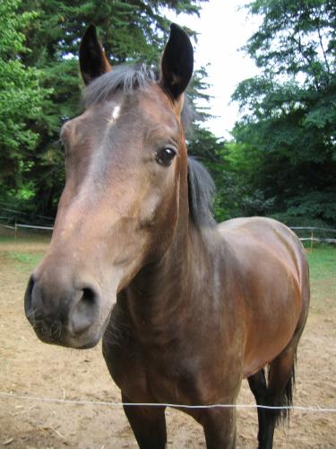 petrus du boiboisssel