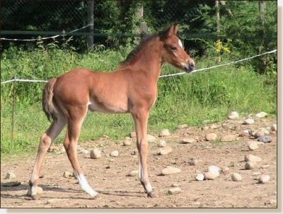 twister des collieres