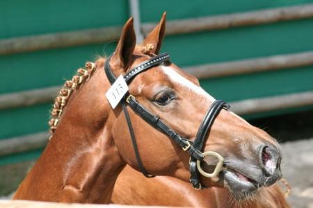 portrait de salam du roc