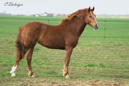 si belle au mod�le