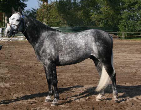 never glove de florys