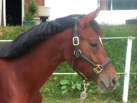 TWISTER DES COLLIERES